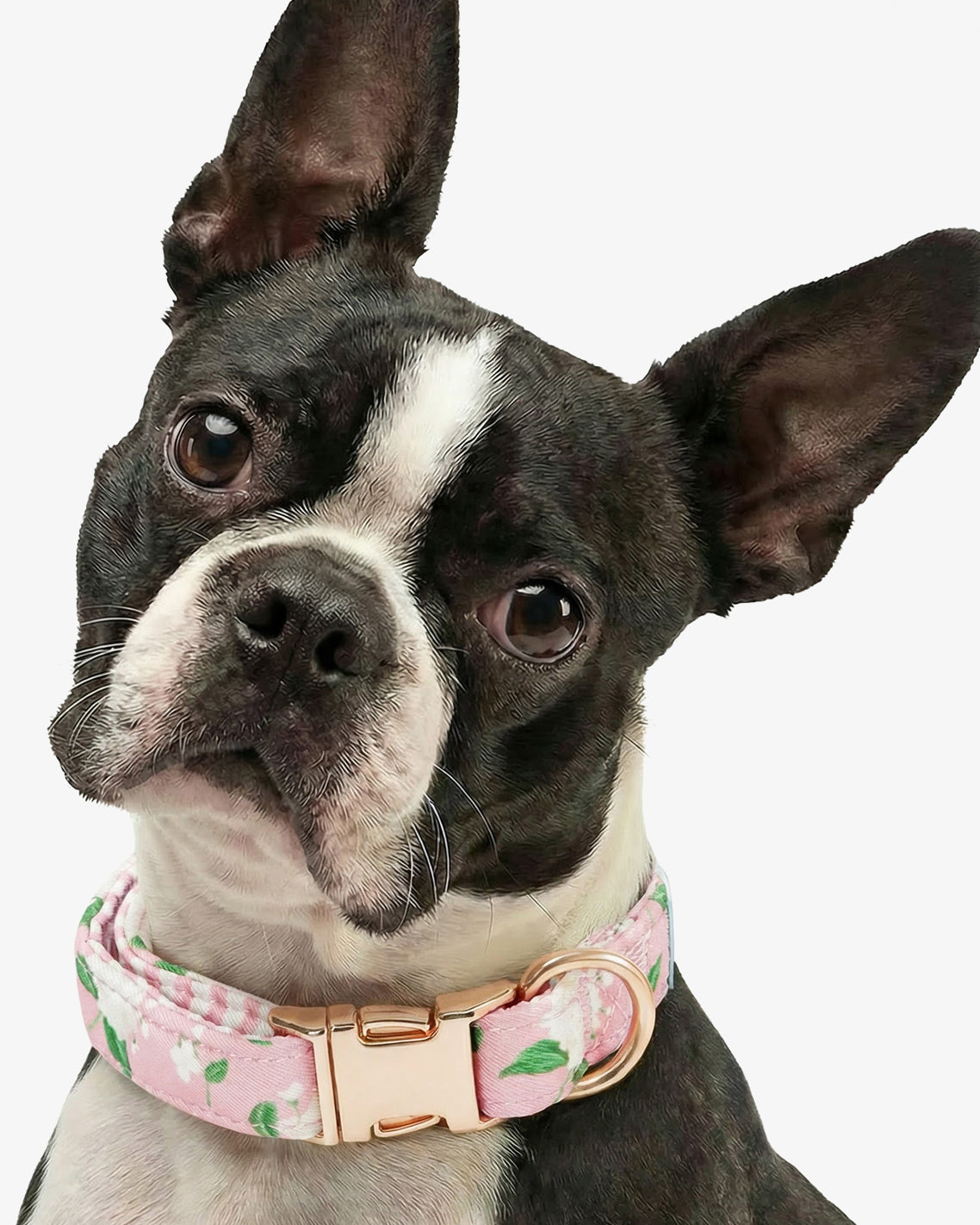 Pink Hydrangea Print Collar Pink - Draper James