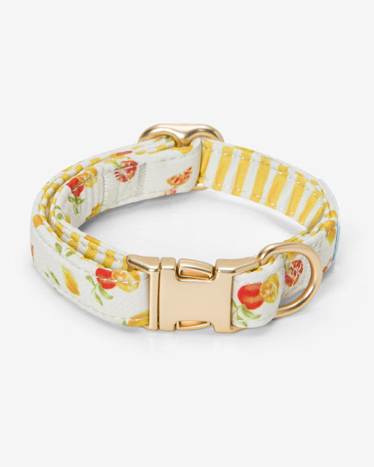 White Watercolor Citrus Collar Magnolia White Multi - Draper James