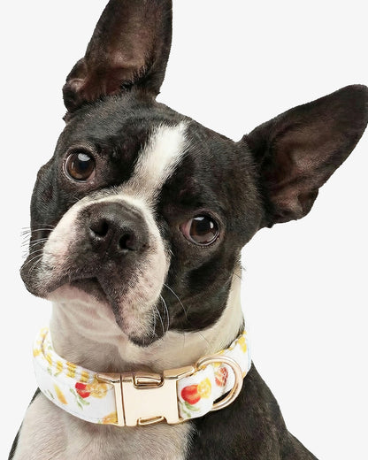 White Watercolor Citrus Collar Magnolia White Multi - Draper James